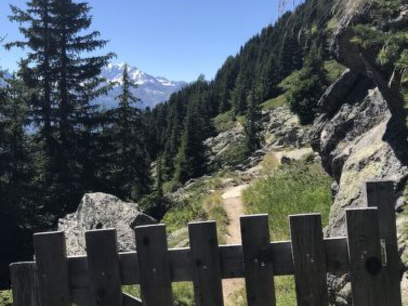Almenrausch Andreas
