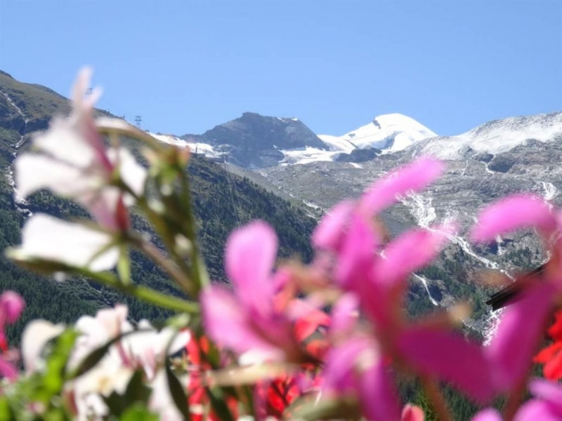 Alpenfirn