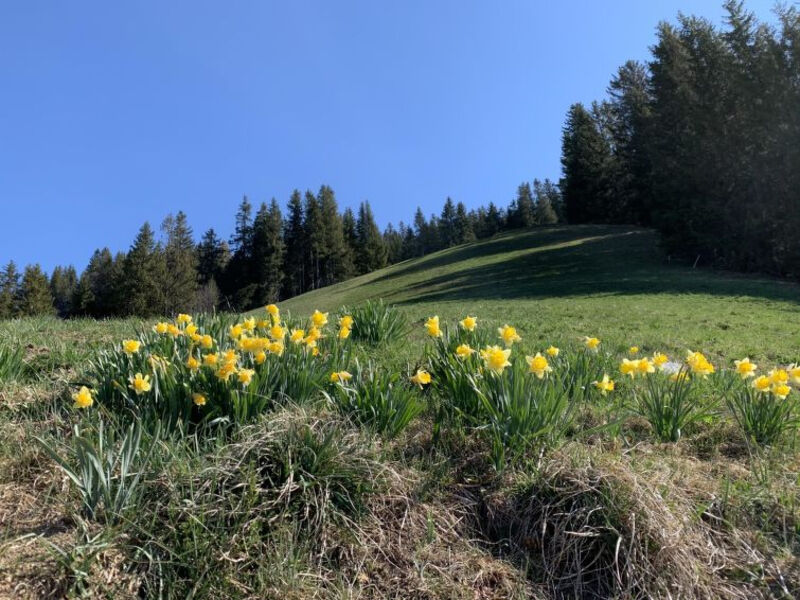 Am Meieli