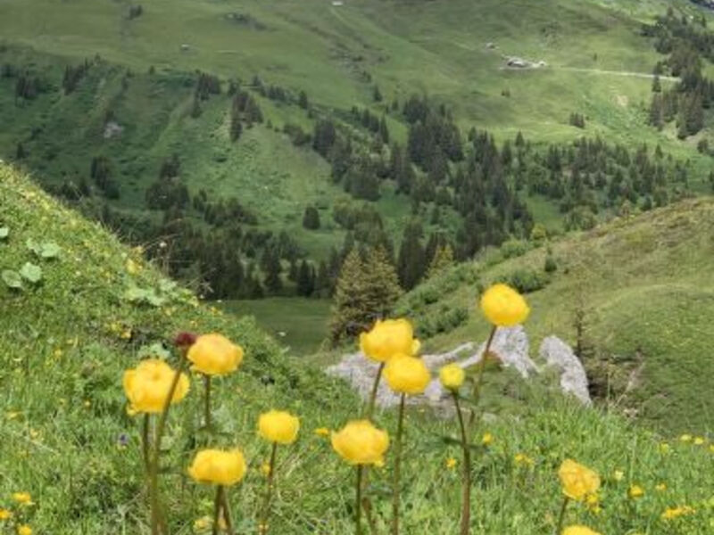 Am Meieli