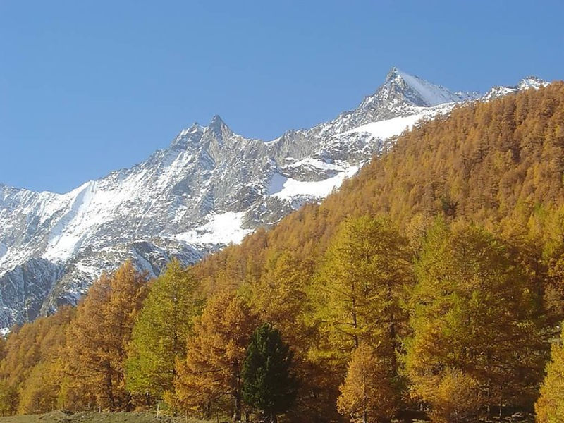 Amici 20
