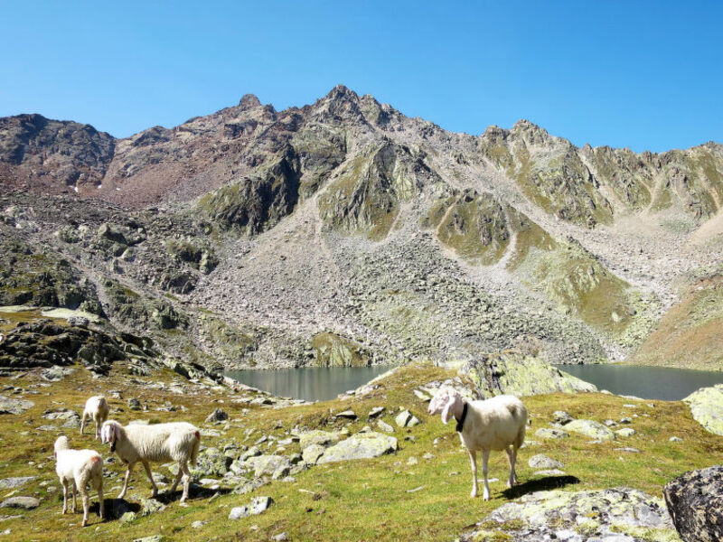 Appartementhaus Alpin (SOE060)