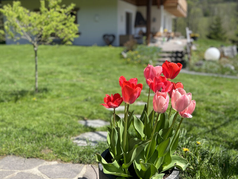 Appartements Skida