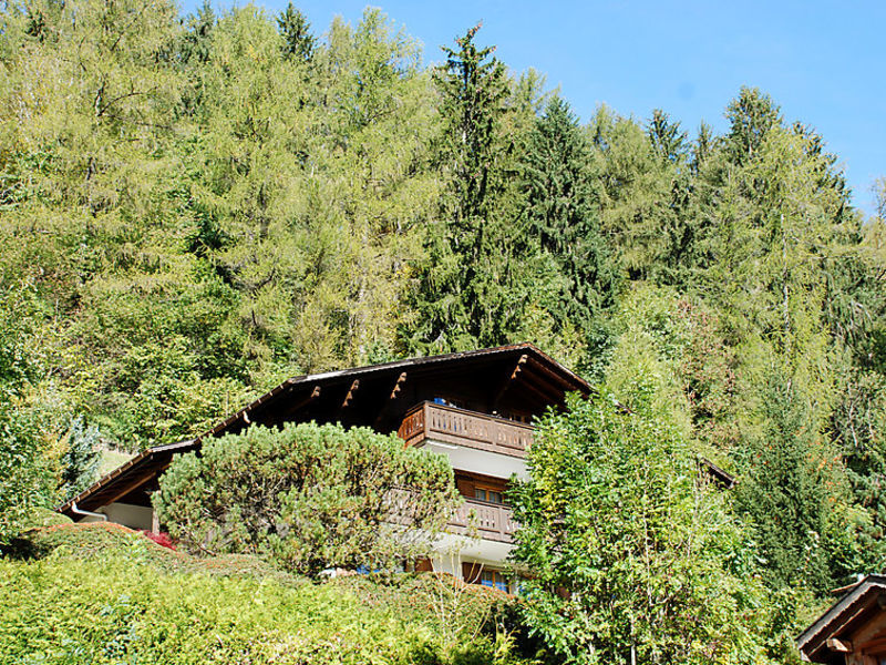 Betula