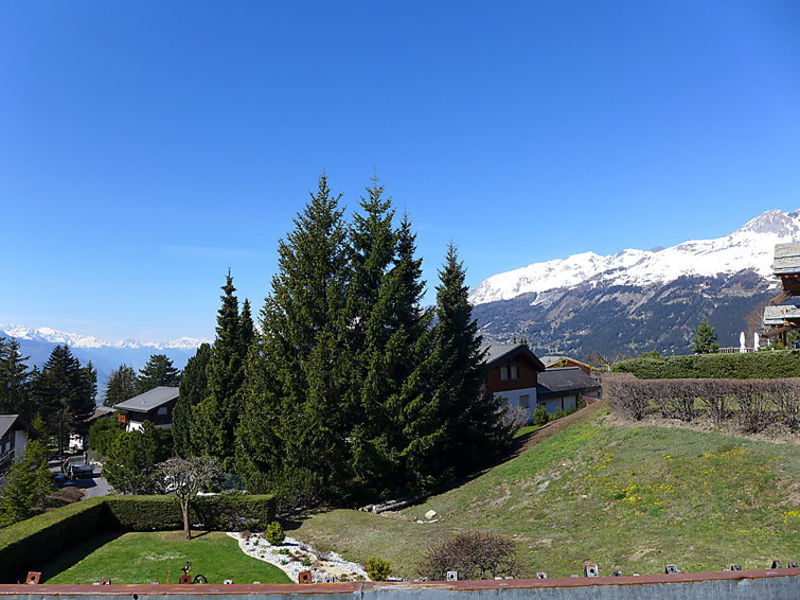 Collinette