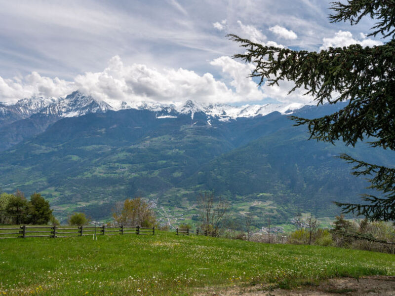 Marmotte