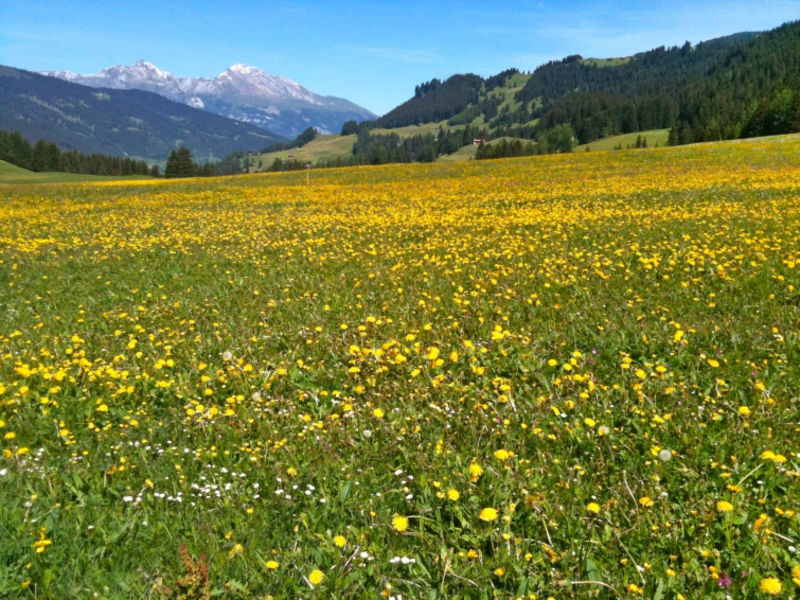 PRIVÀ Alpine Lodge DLX2