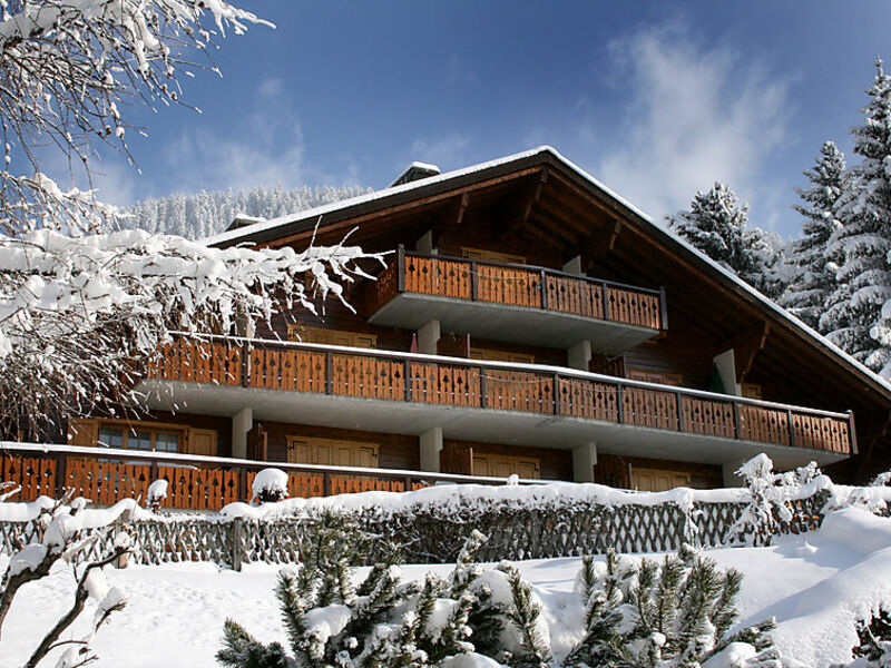 Sapin Bleu 5