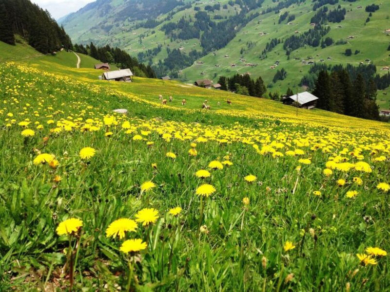Sonnenheim
