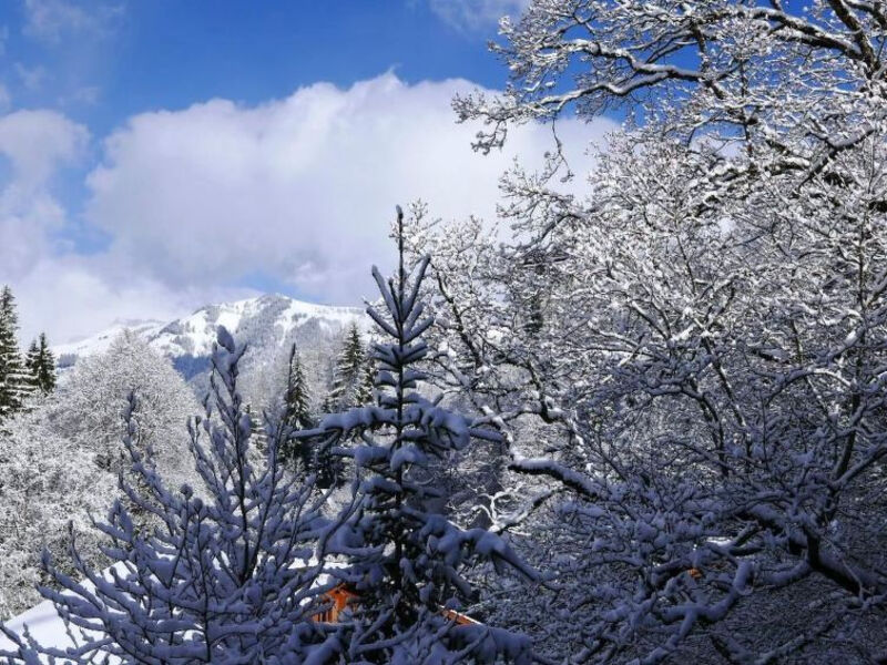 Tree-Tops, Chalet