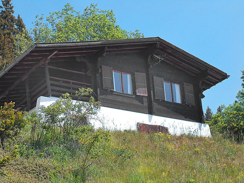 Voltorrent